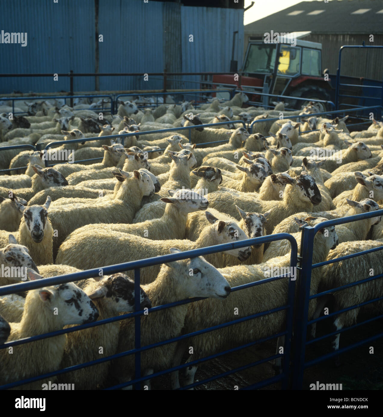 North of England mule ewes in pens after dipping to control ectoparasites Stock Photo