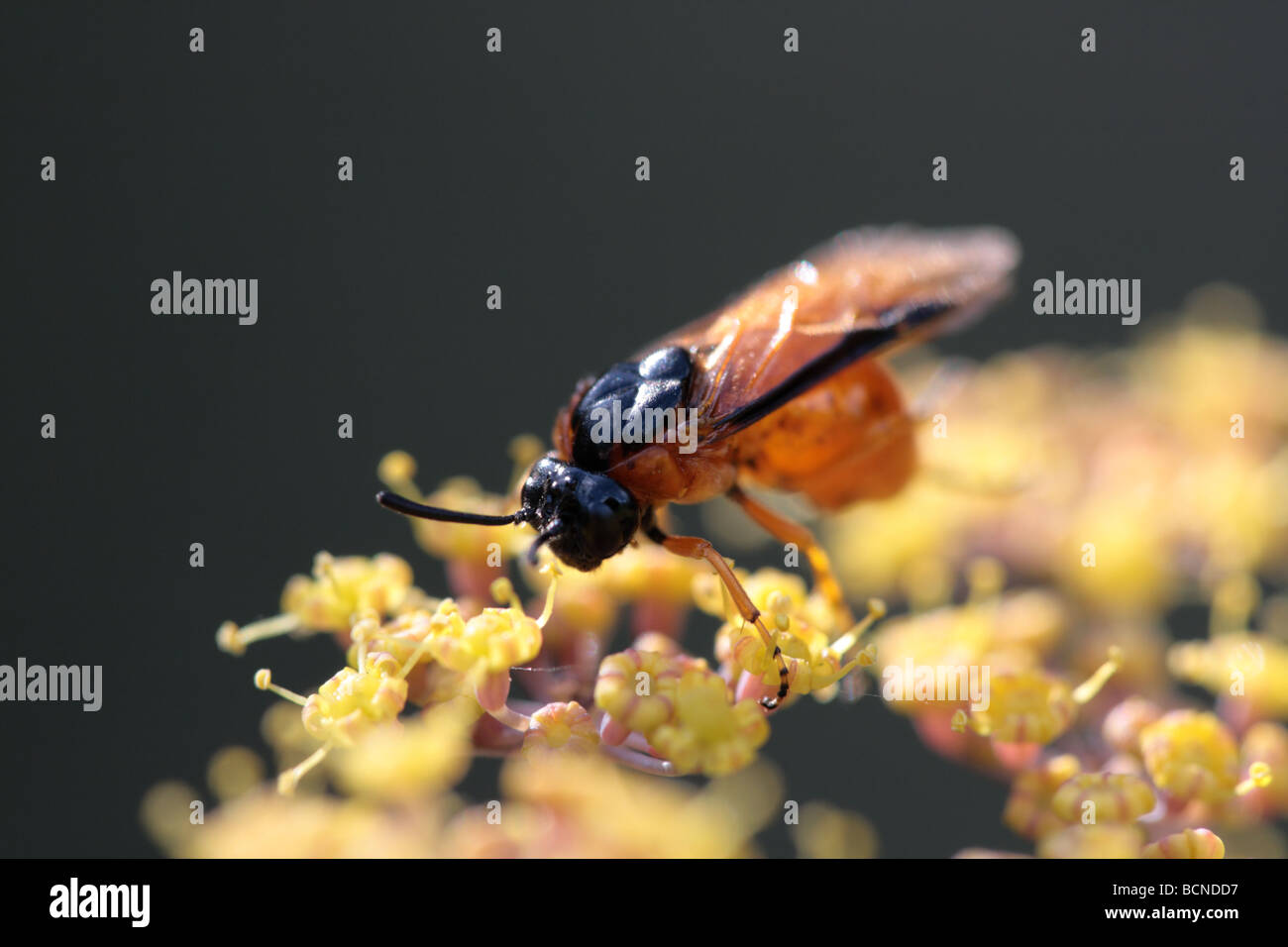 rose sawfly (Arge ochropus) Stock Photo