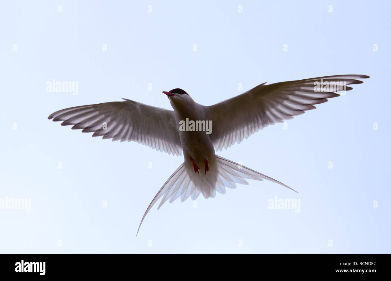 Arctic tern silhouette Stock Photo
