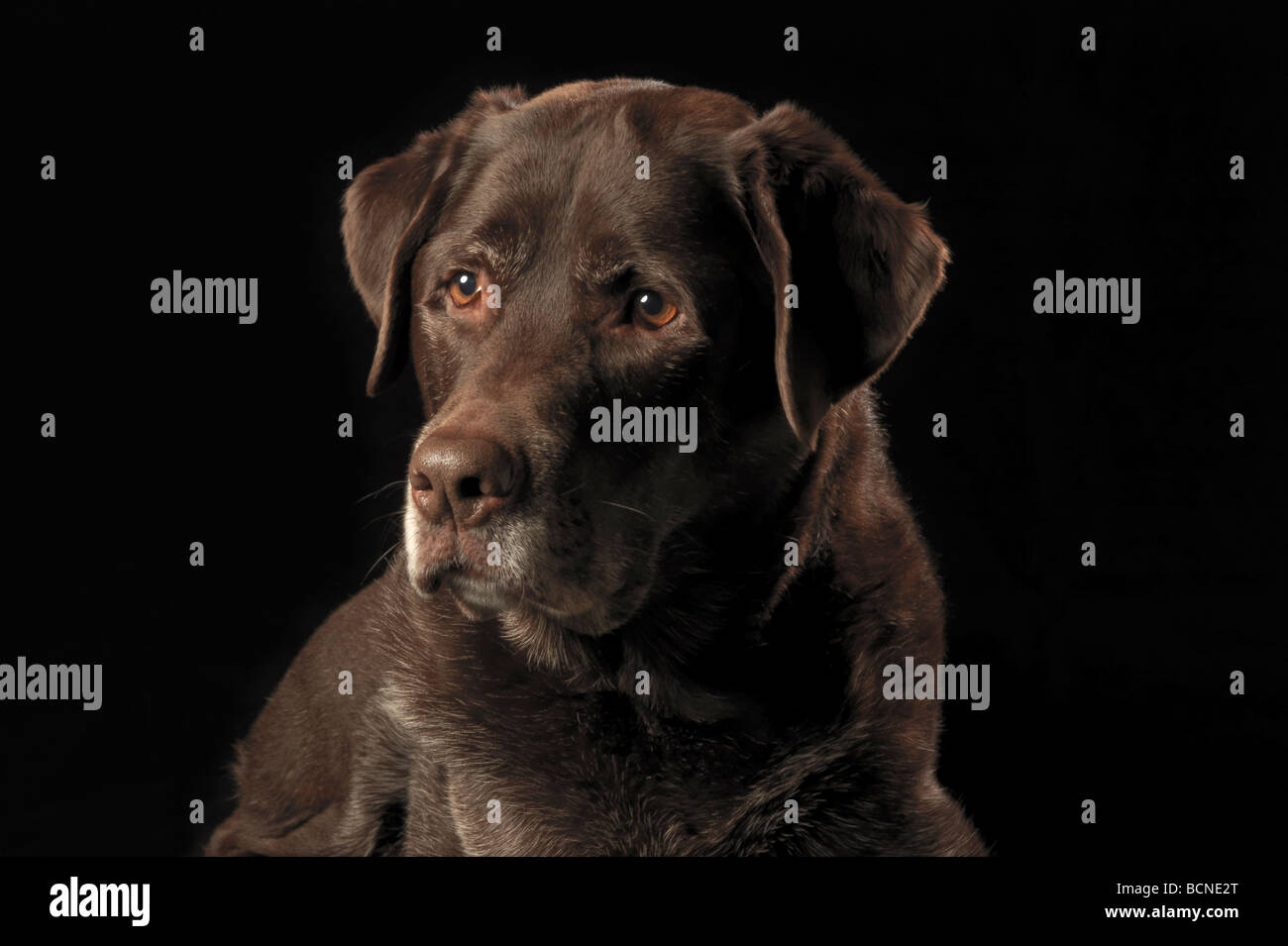 Portrait of a chocolate Labrador Retriever against a black background Stock Photo