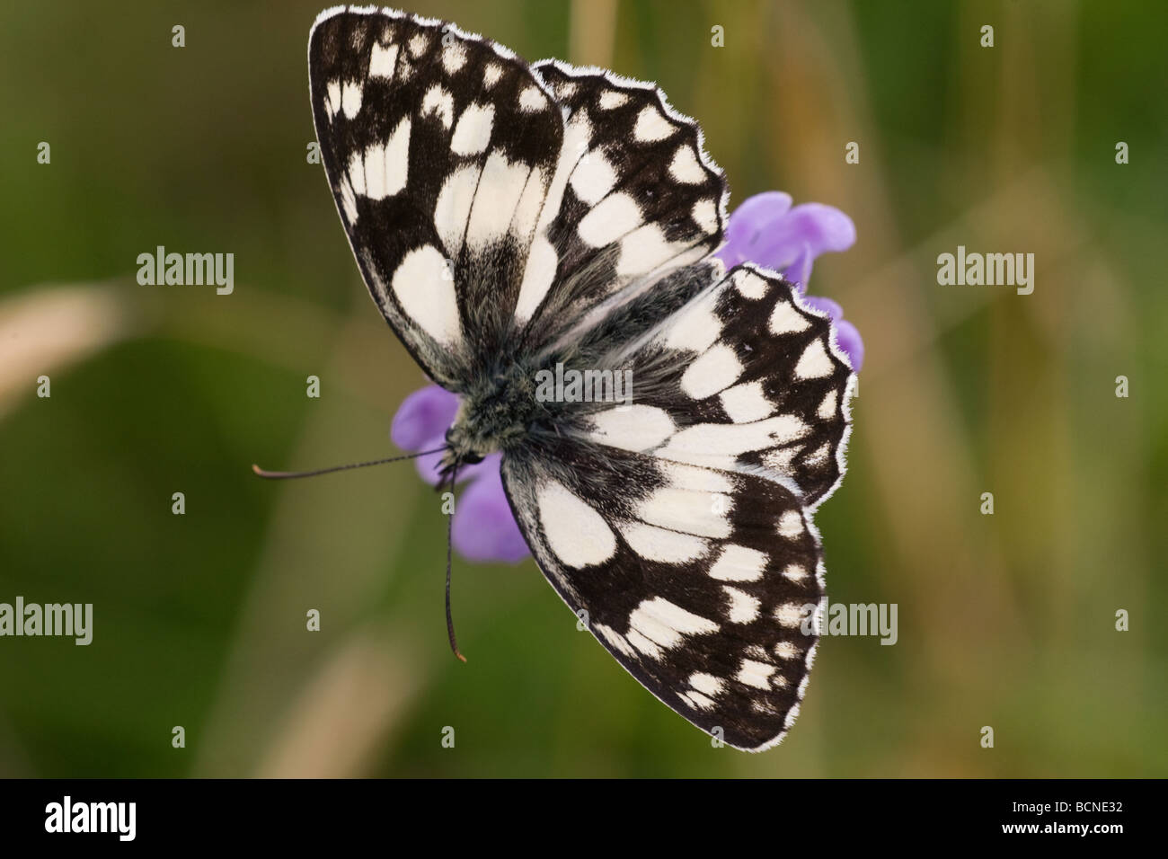 Marbled White butterfly (Melanargia galathea) with wings open resting on a scabious plant at Blackmoor, Charterhouse, Mendip UK Stock Photo