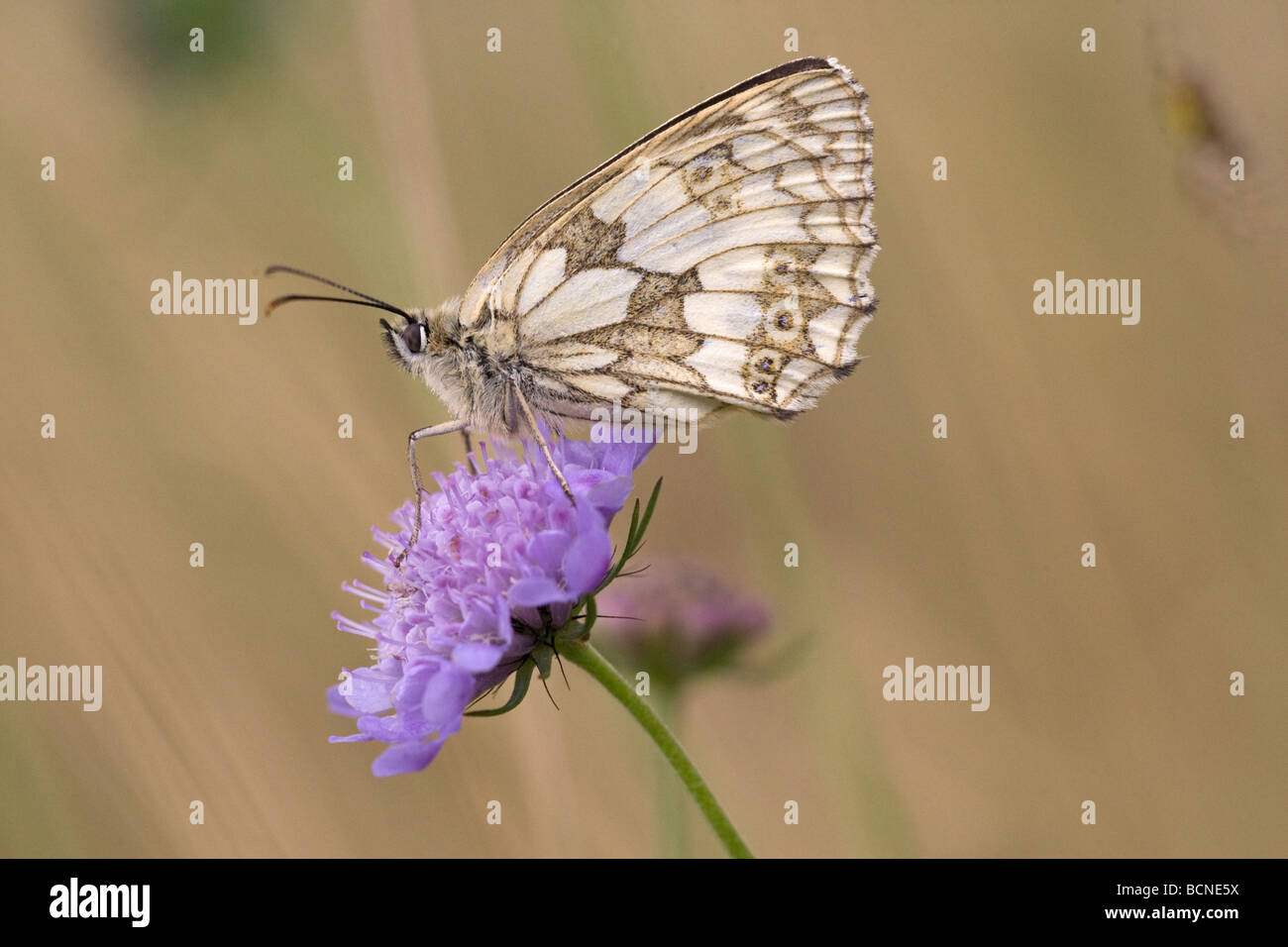 Marbled White butterfly (Melanargia galathea) with wings closed resting on a scabious plant at Blackmoor, Charterhouse Mendip UK Stock Photo