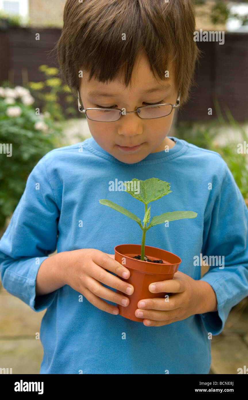 A 6 year old boy hold a cucumber seedling in a pot in the garden