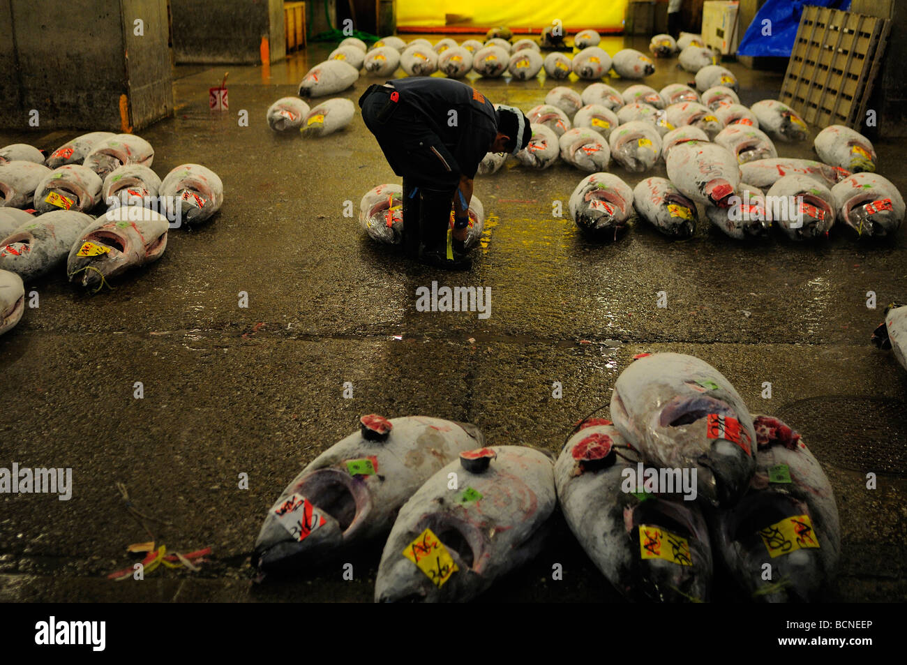 Rows of frozen tuna at Tsukiji world's largest fish market Central Tokyo Japan Stock Photo Alamy