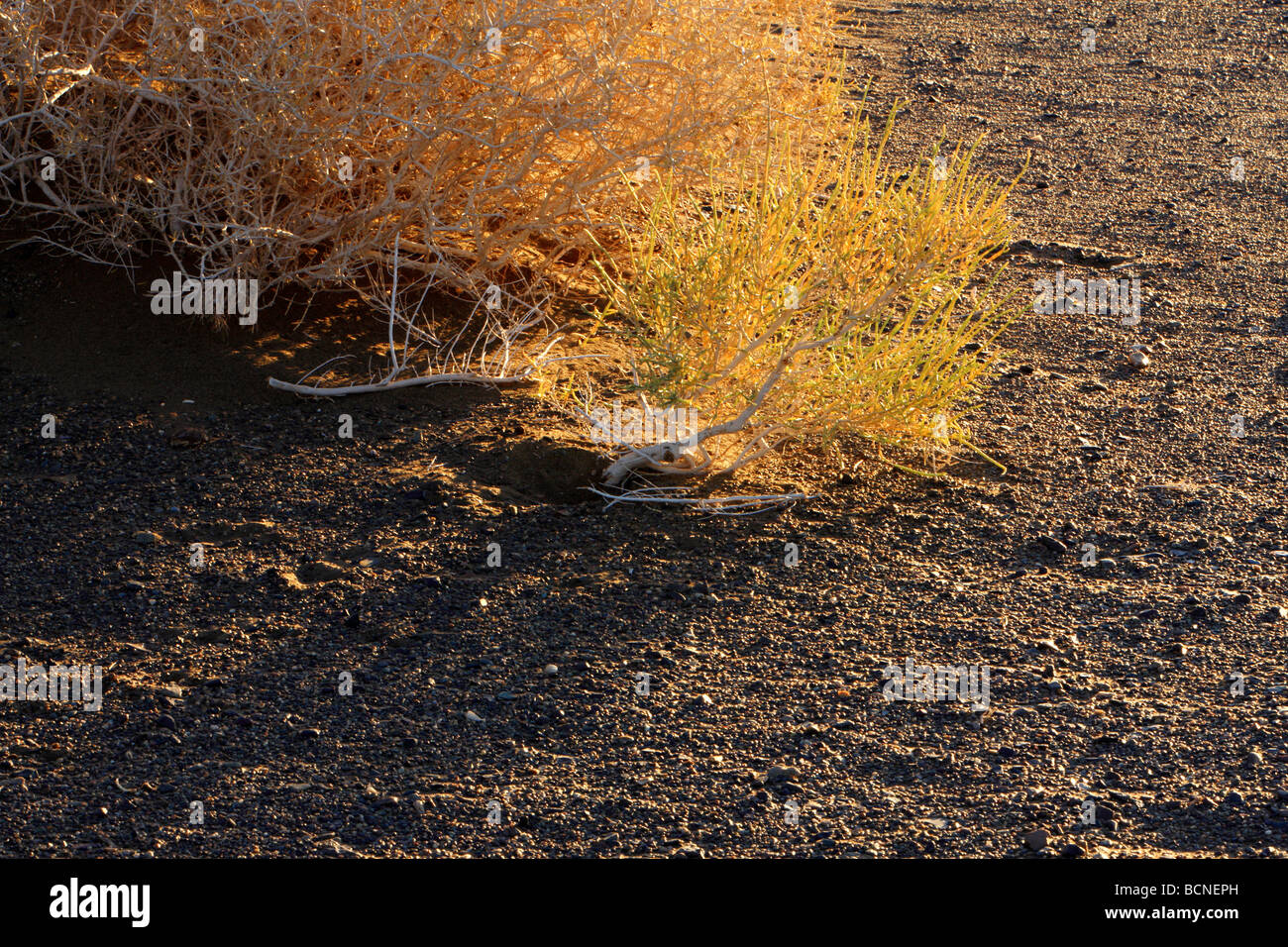 Desert in Mori Kazakh Autonomous County, Changji Hui Autonomous Prefecture, Xinjiang Uyghur Autonomous Region, China Stock Photo