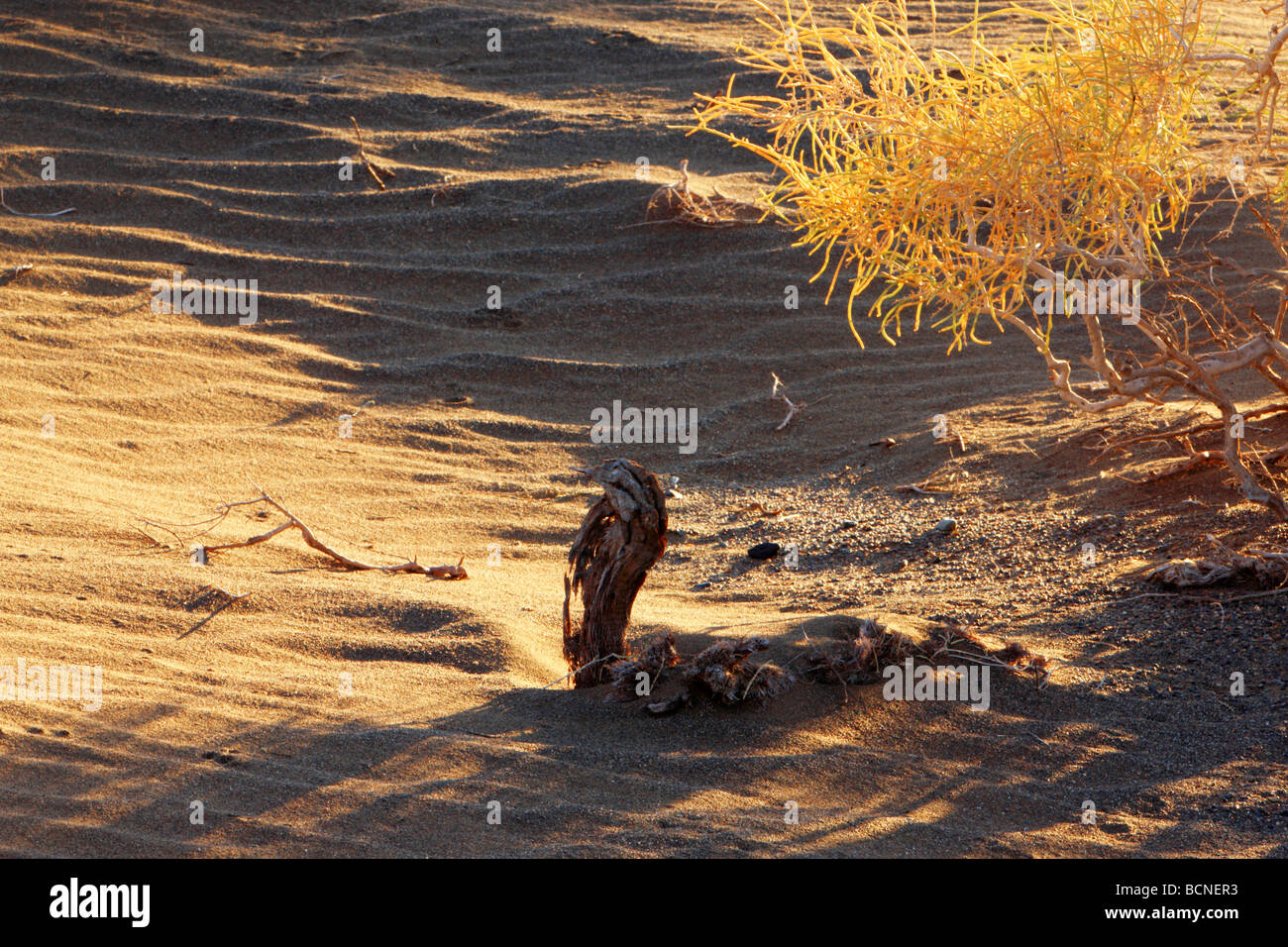 Desert in Mori Kazakh Autonomous County, Changji Hui Autonomous