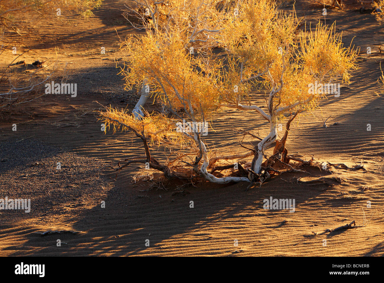 Desert in Mori Kazakh Autonomous County, Changji Hui Autonomous Prefecture, Xinjiang Uyghur Autonomous Region, China Stock Photo