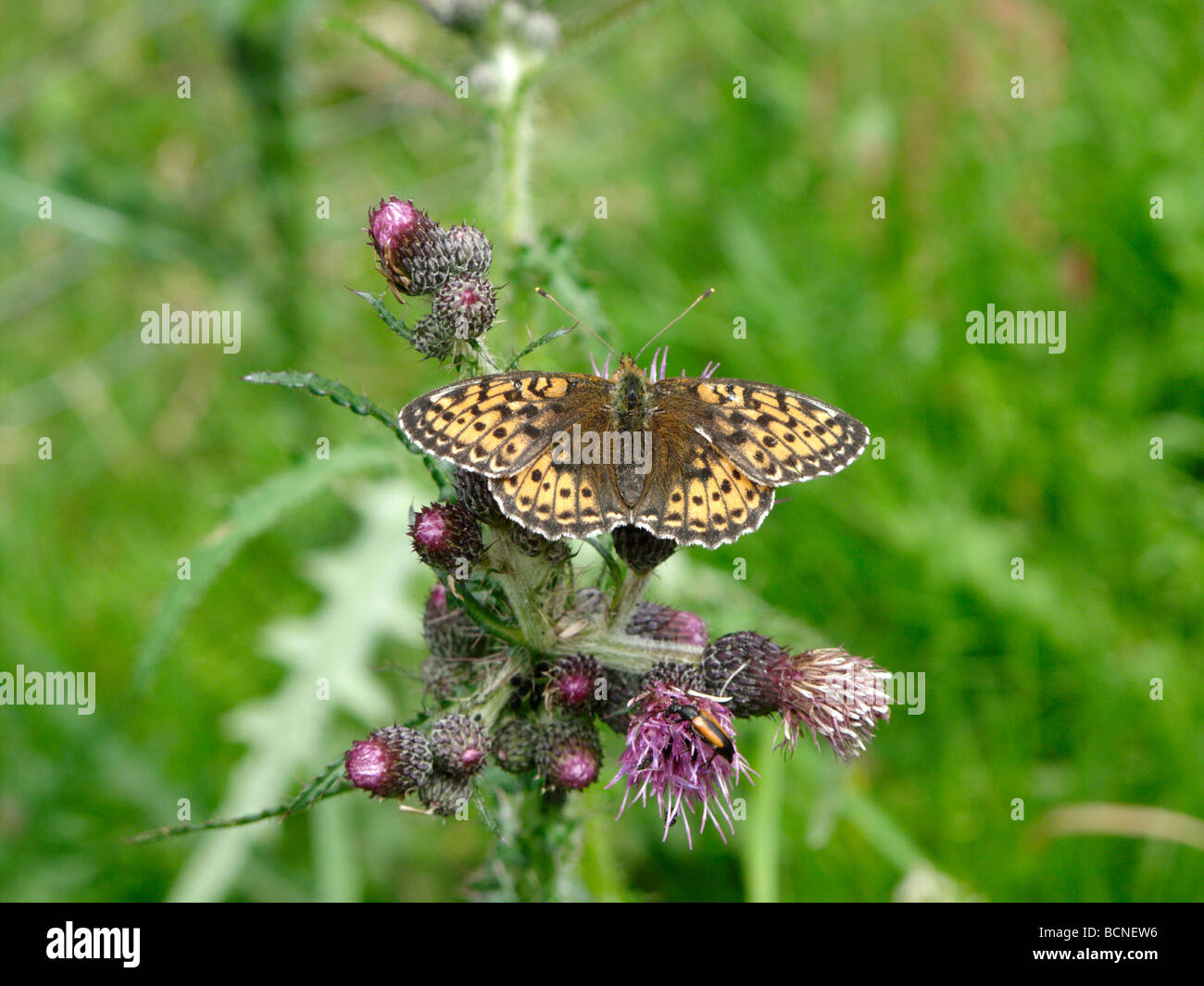 Lesser Marbled Fritillary or Brenthis ino, a female, sitting and feeding on a thistle. Stock Photo