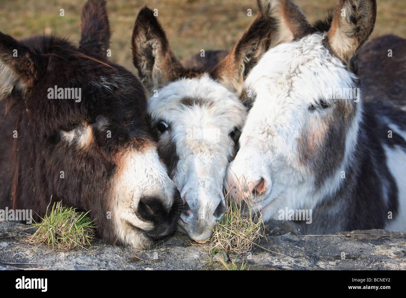 Three donkeys / asses looking over a wall photographed in Co