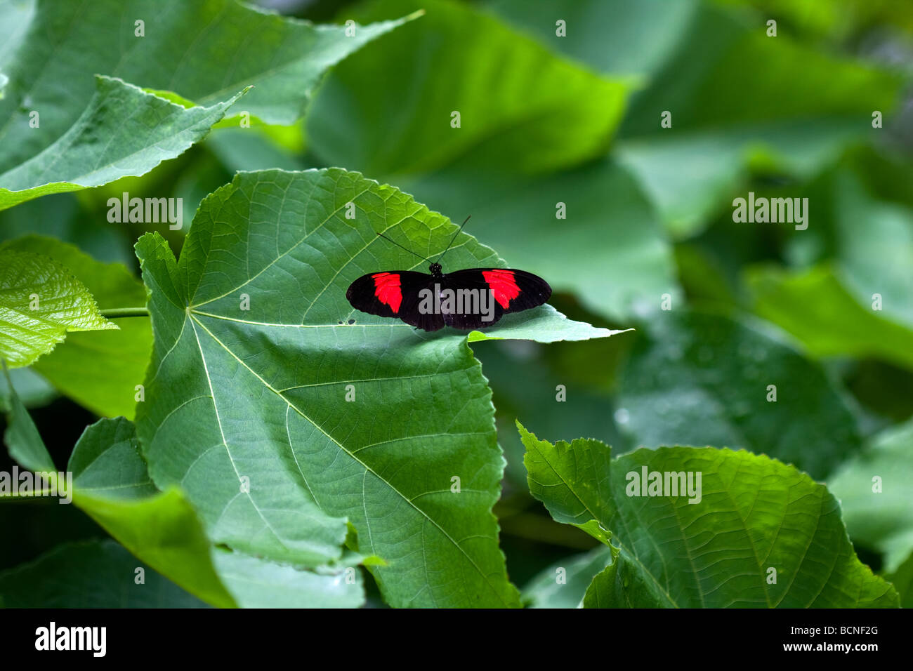 Small postman butterfly searches for water in the rainforest. Stock Photo