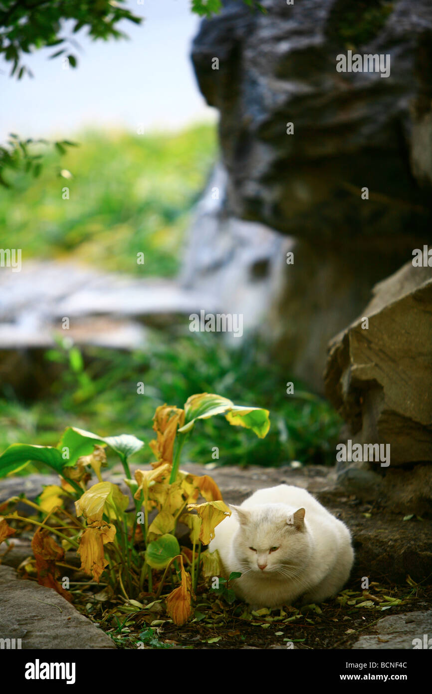 Stray cat china hi-res stock photography and images - Alamy