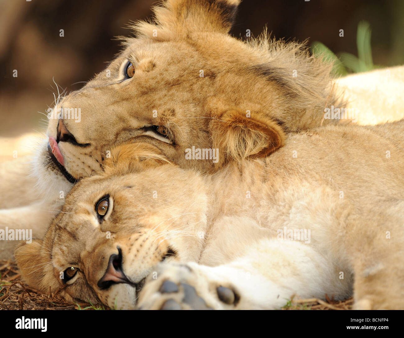 two juvenile male african lion brothers are seen resting together on ground Stock Photo