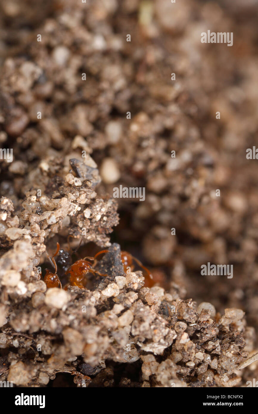 Lasius flavus, Yellow Meadow Ants, preparing the nest entrance for swarming. Workers and alates can be seen. Stock Photo