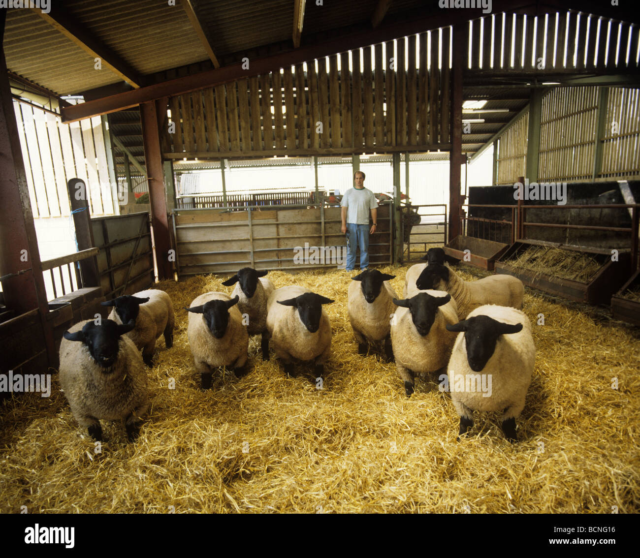 Suffolk ram in straw bedded house with their shepherd Hereford Stock Photo