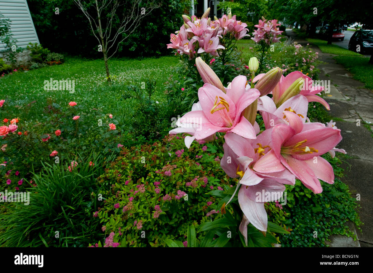 pink lilies in garden Stock Photo