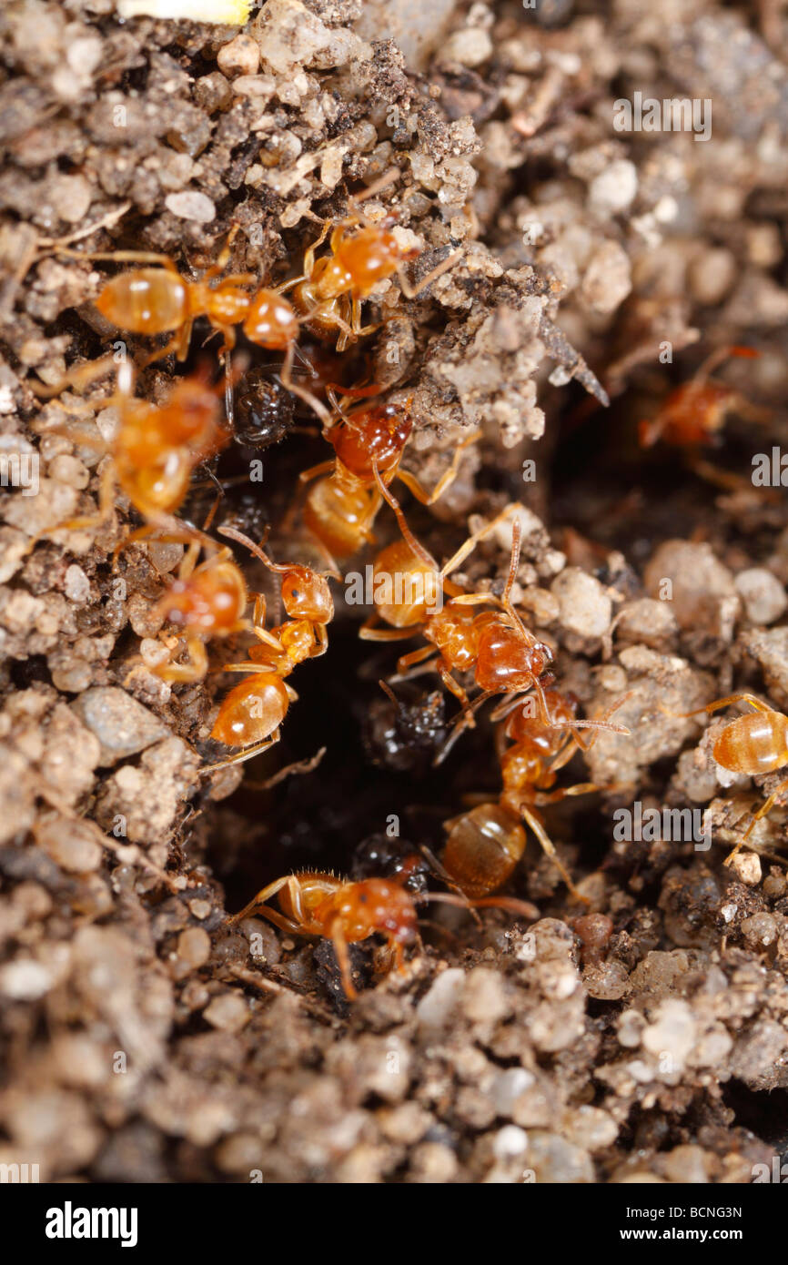 Lasius flavus, Yellow Meadow Ants, preparing the nest entrance for swarming. Workers and alates can be seen. Stock Photo