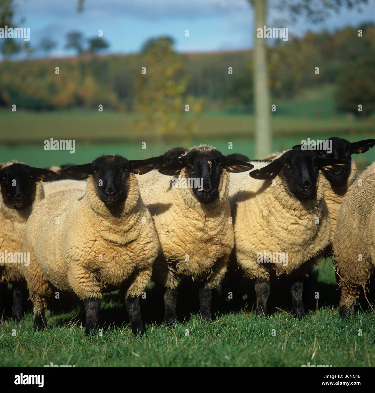 Suffolk ewe lambs on autumn pasture Herefordshire Stock Photo