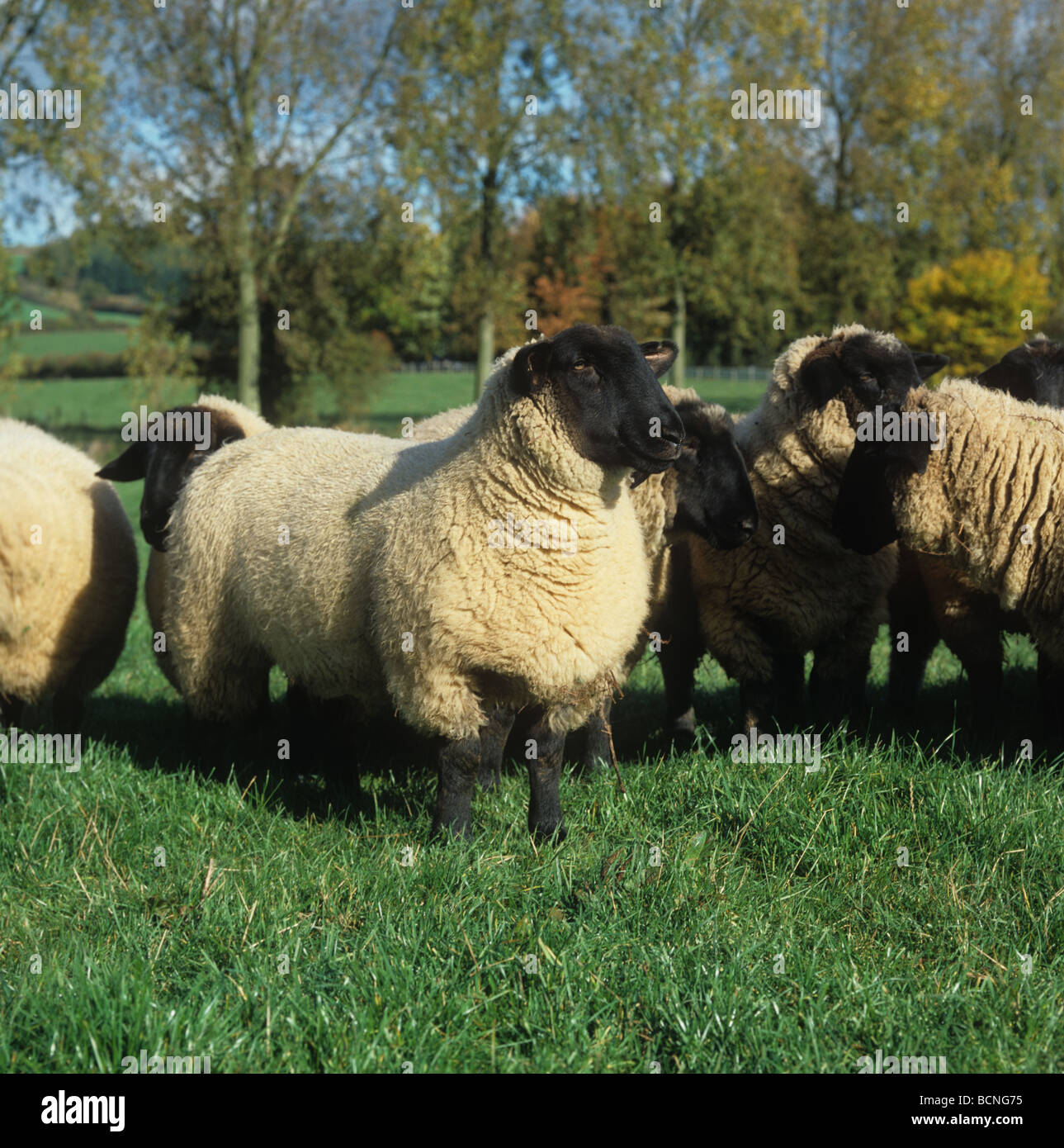 Suffolk ewe lambs on grass in autumn Hereford Stock Photo