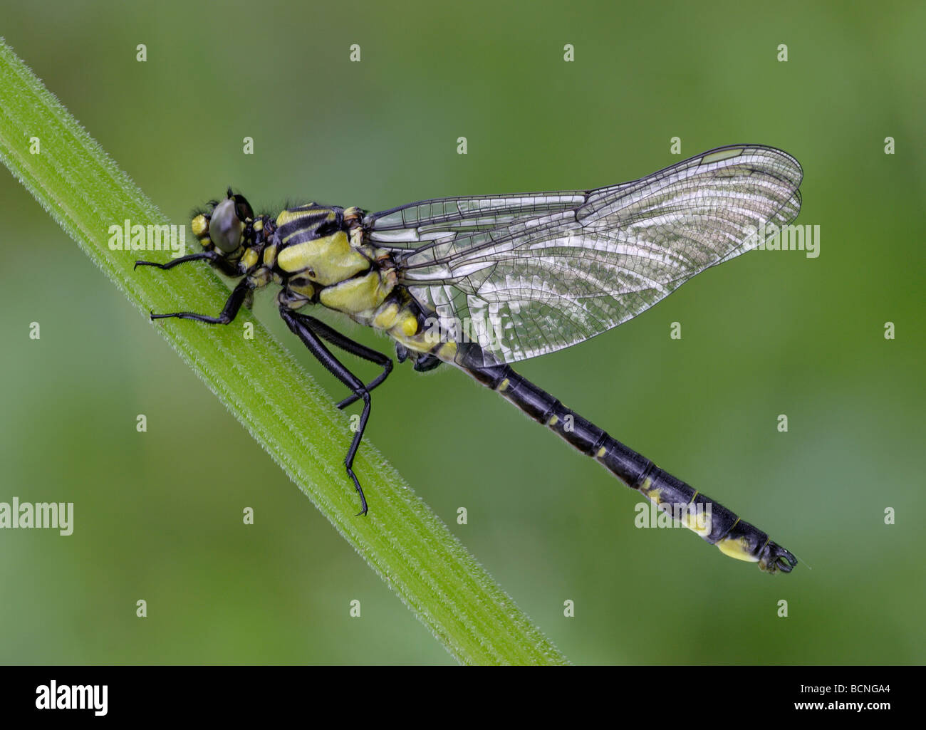 Club-tailed Dragonfly Gomphus vulgatissimus England, UK Stock Photo