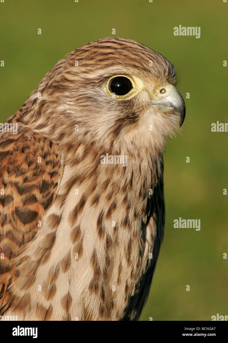 Kestrel Head Portrait Falco tinnunculus England UK Stock Photo