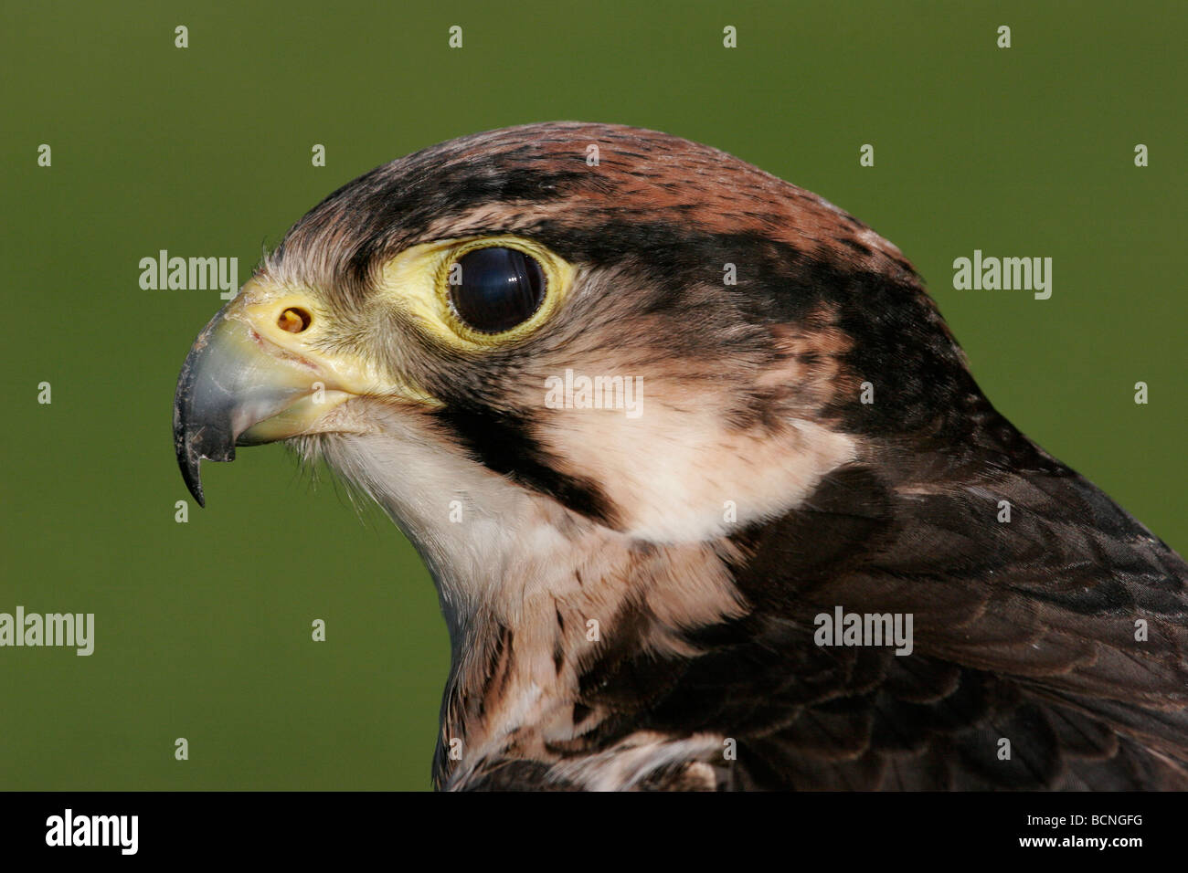 Lanner Falcon Head Portrait, Falco biarmicus, England, UK Stock Photo
