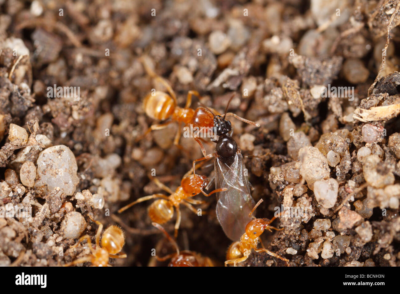 Lasius flavus, Yellow Meadow Ants, preparing the nest entrance for swarming. Workers and alates can be seen. Stock Photo