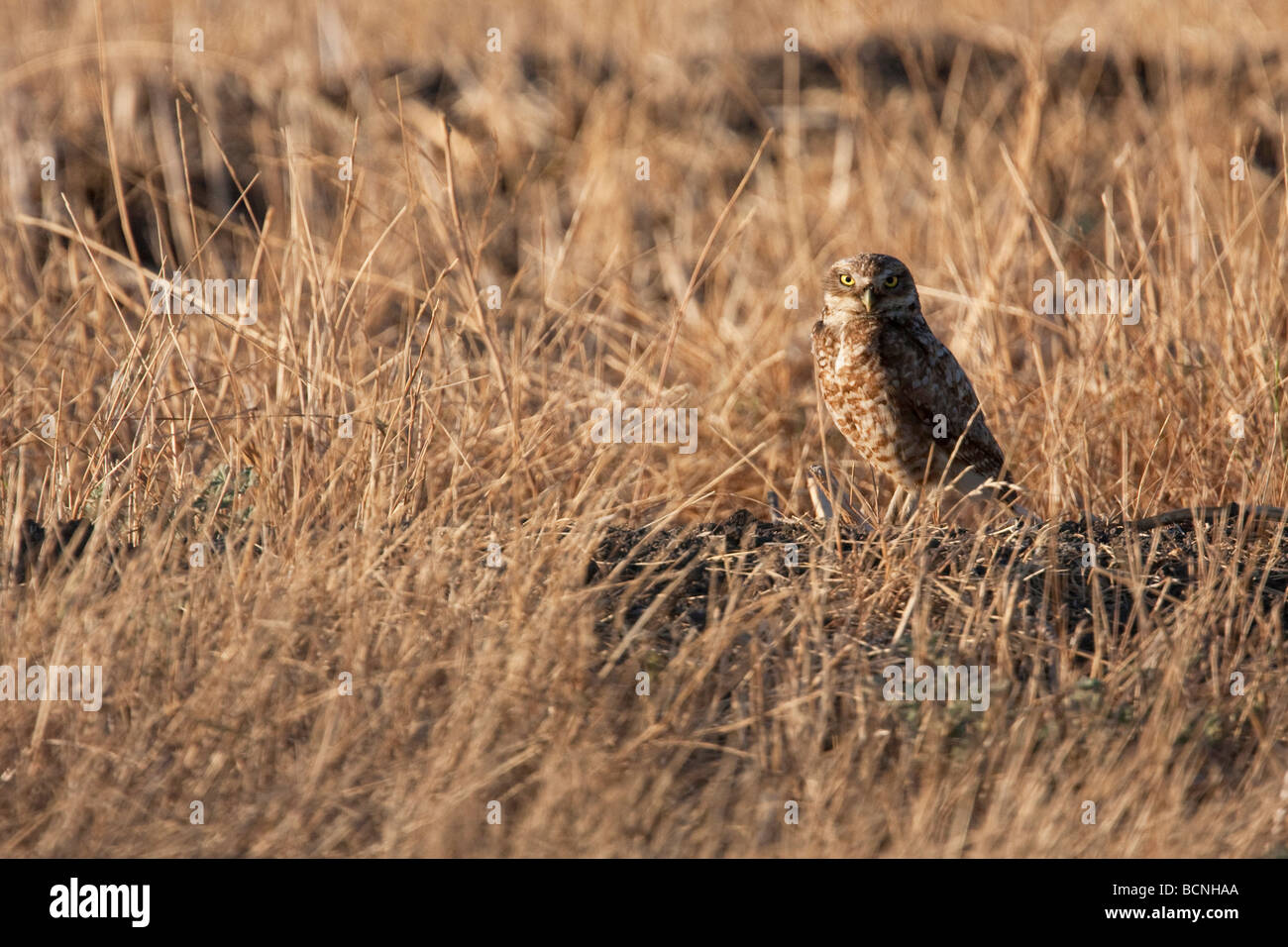 Burrowing owl sitting on its burrow in Alviso, California, USA Stock Photo