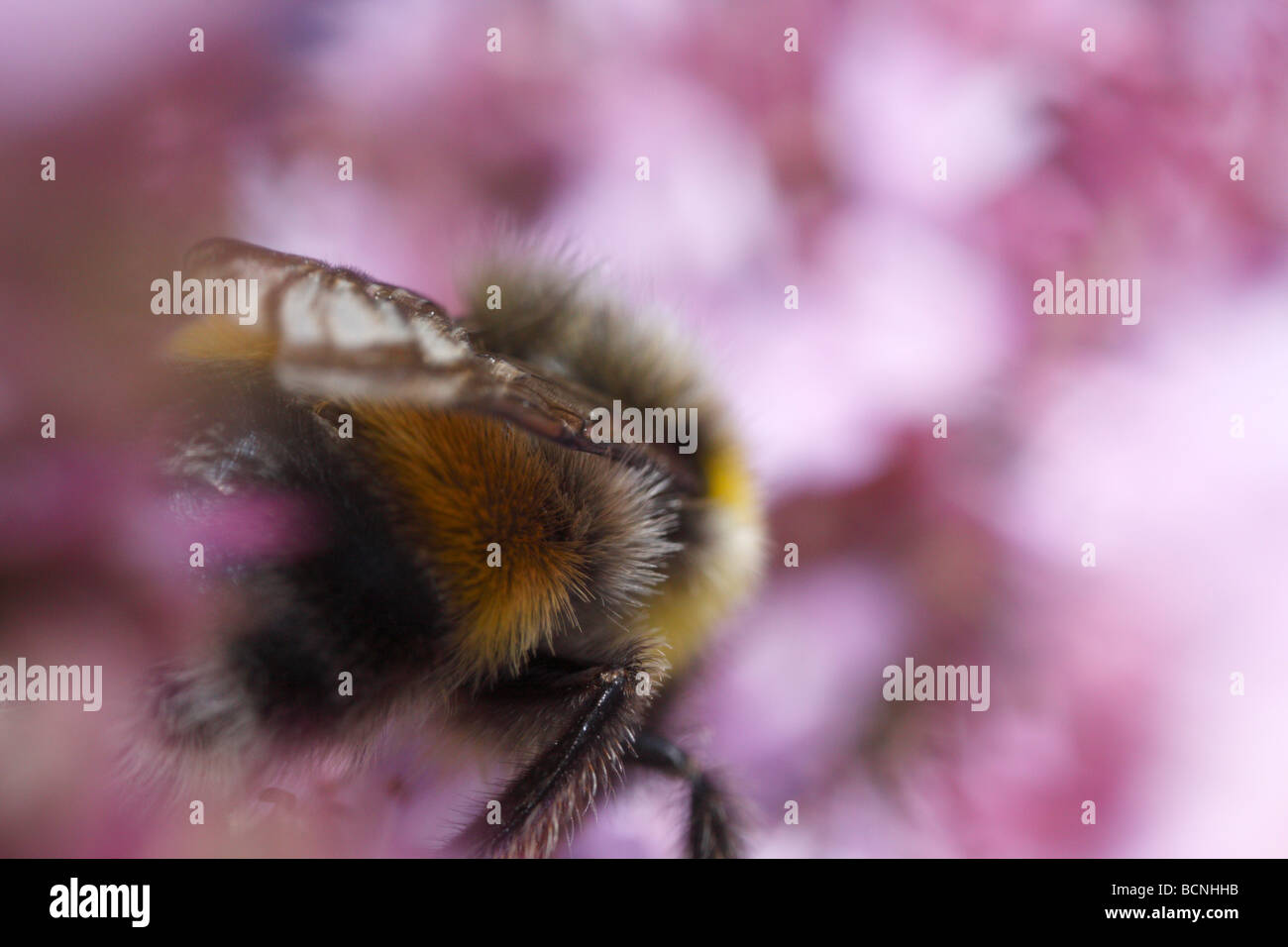 Bombus terrestris, buff-tailed bumblebee or large earth bumblebee, feeding on oreganum vulgare Stock Photo