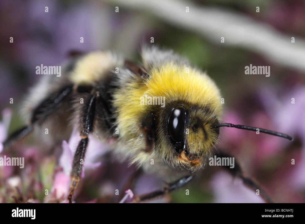 Bombus terrestris, buff-tailed bumblebee or large earth bumblebee, feeding on oreganum vulgare Stock Photo