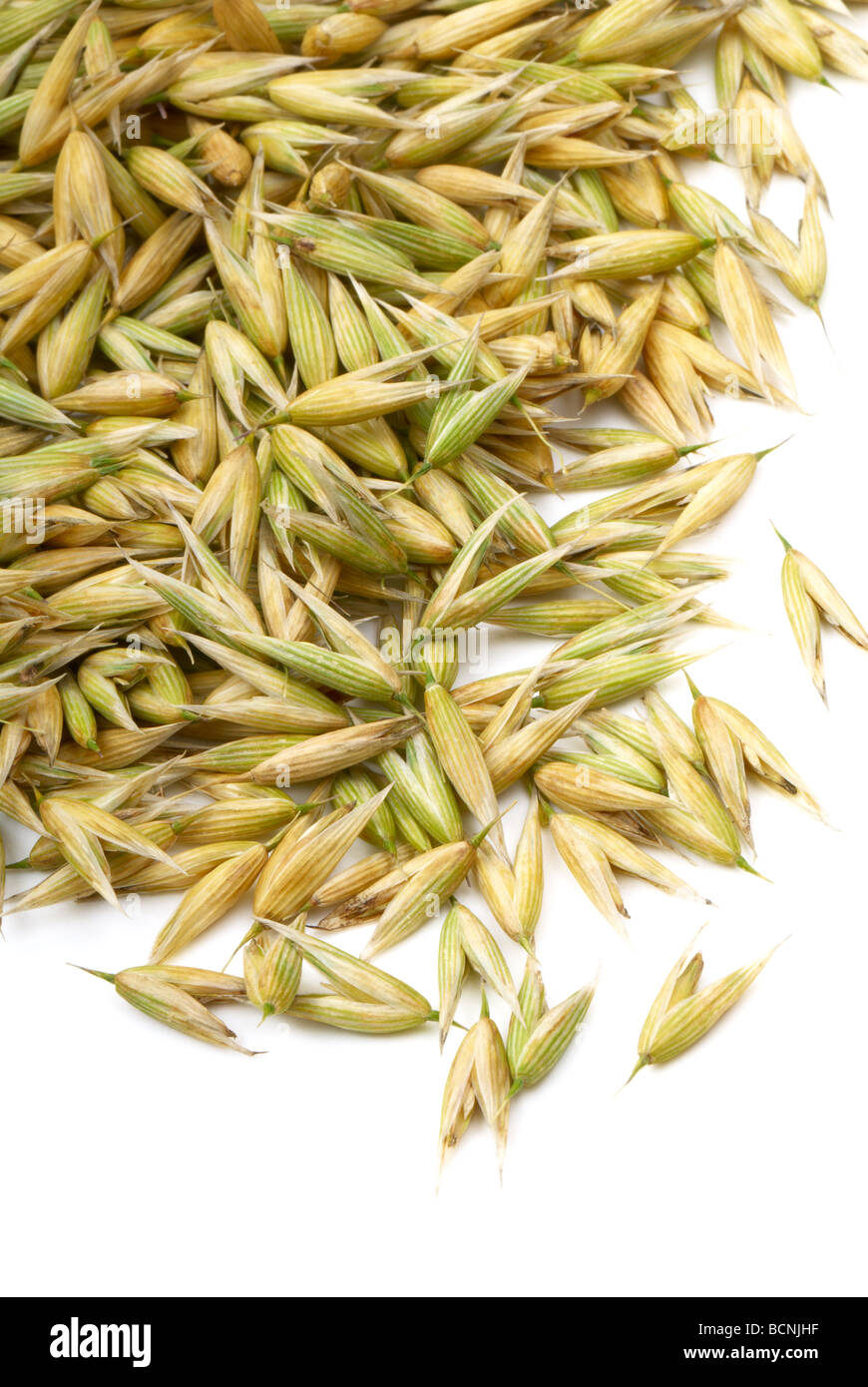 Seeds of oats. Macro Stock Photo