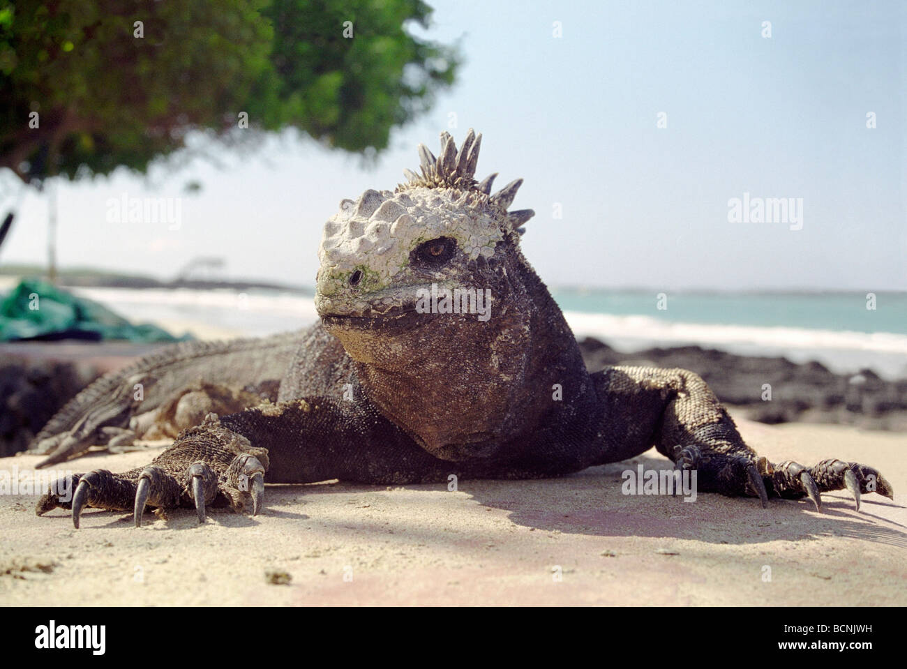 Portrait of a marine iguana  He was the head of a large group on Isabela,Galapagos Islands Stock Photo