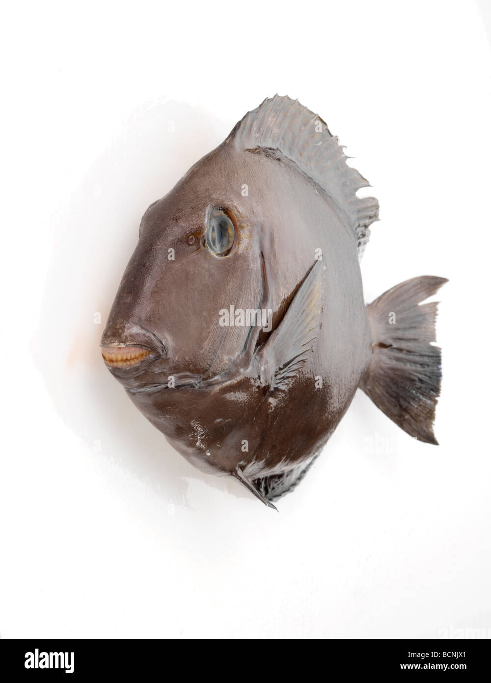 Garra rufa fish hi-res stock photography and images - Alamy