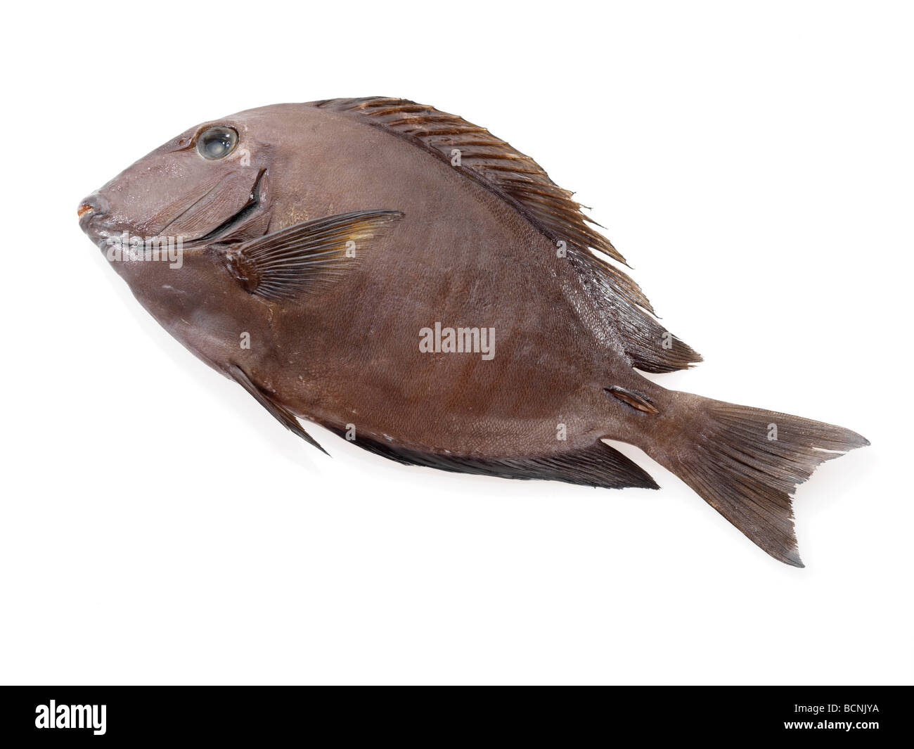 Doctor Fish (Garra Rufa) Close-up Stock Photo - Image of animal, rufa:  49349612