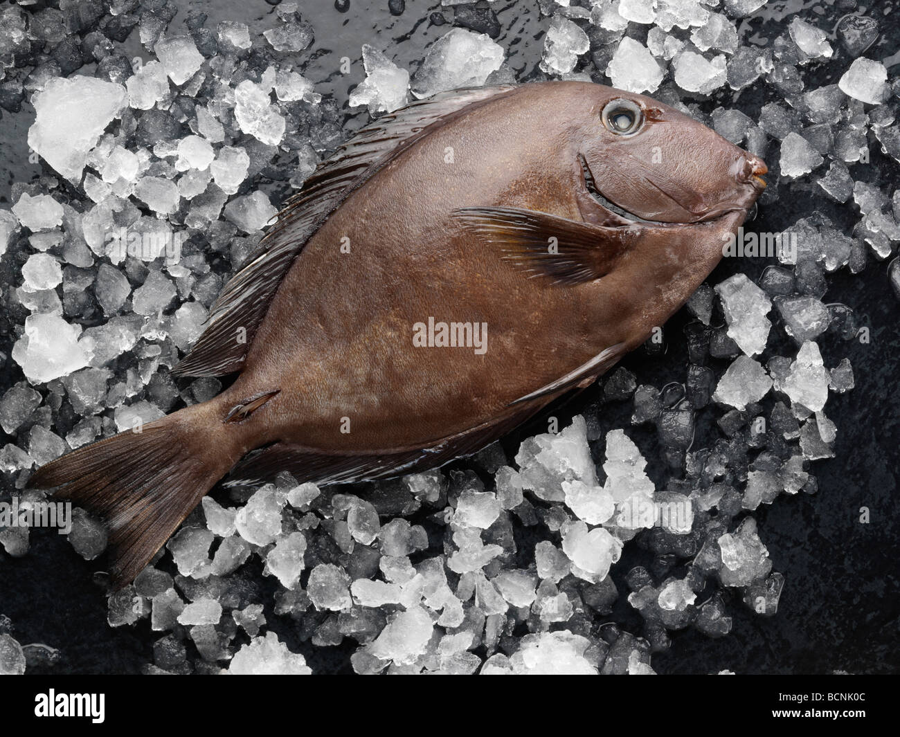 Doctor Fish on ice Stock Photo