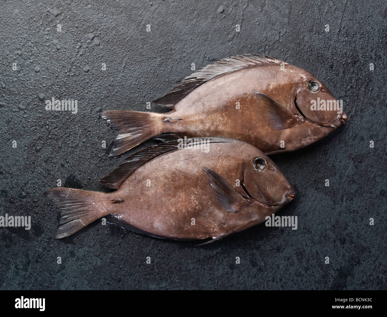 Doctor fish hi-res stock photography and images - Alamy