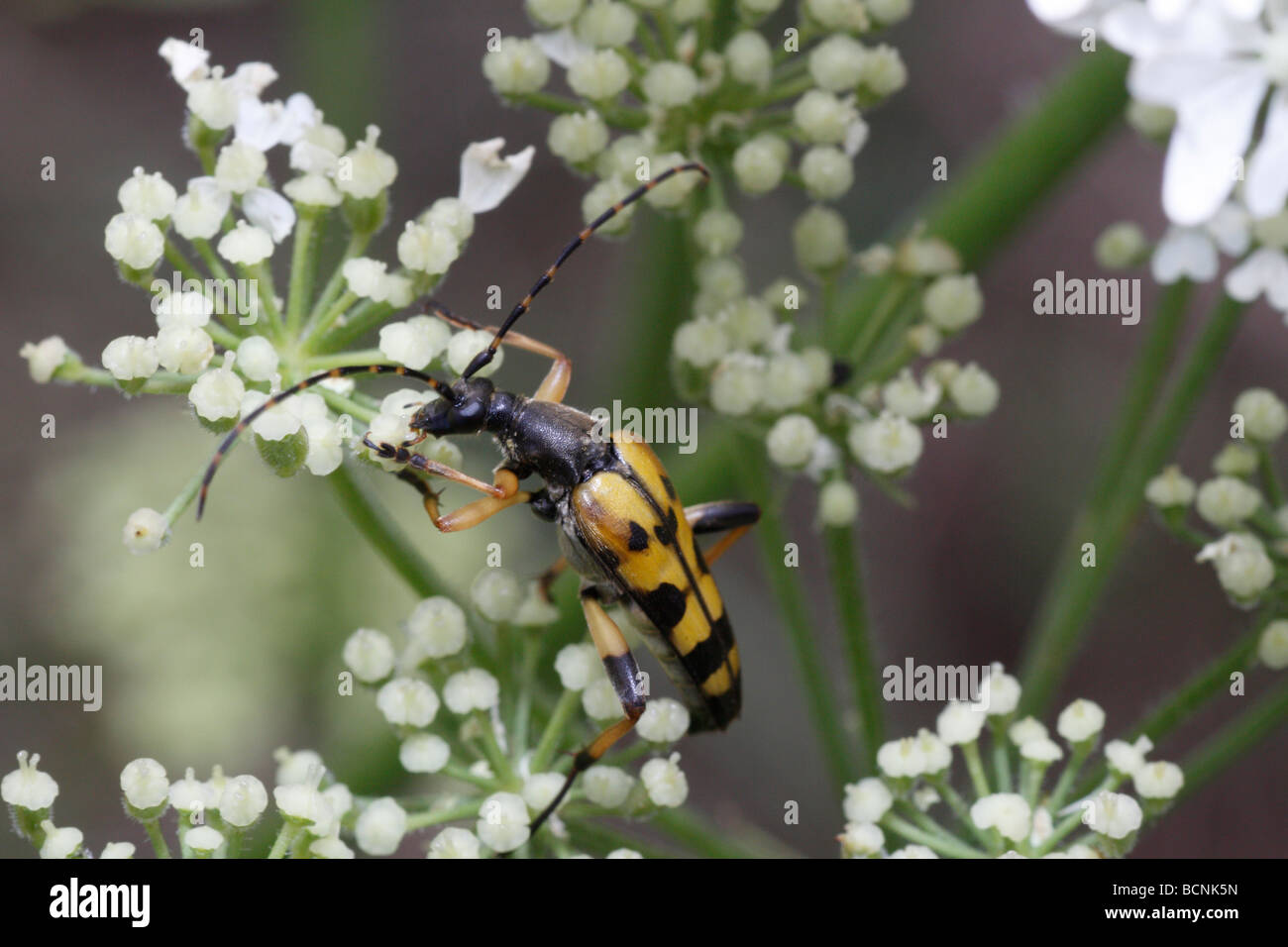 Rutpela maculata, a longhorn beetle (used to be called Strangalia maculata), snacking on a flower. Stock Photo
