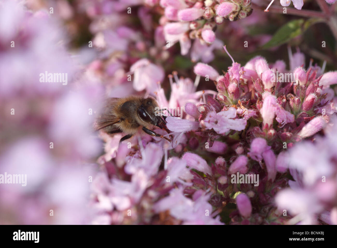 Honeybee (Apis mellifera) feeding on Oreganum vulgare Stock Photo