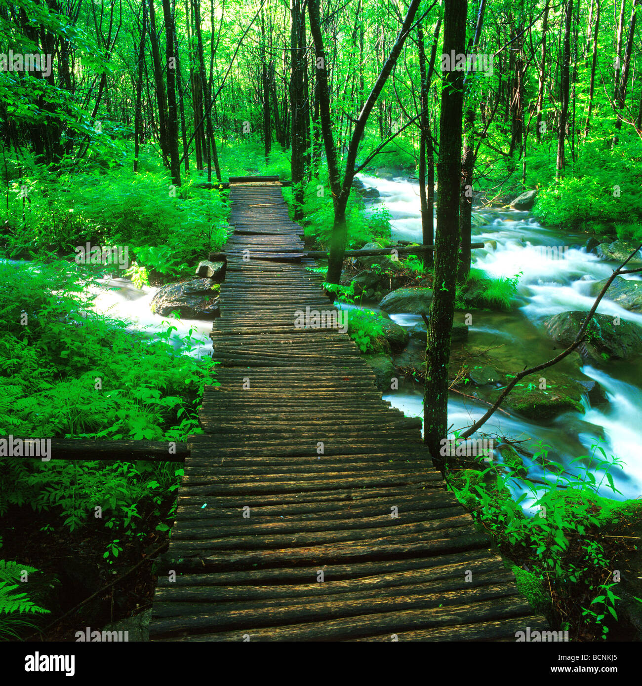 Dense forest and rushing river, Diaoshui Lake, Jingpo Lake National  Geopark, Mudanjiang, Heilongjiang Province, China Stock Photo - Alamy