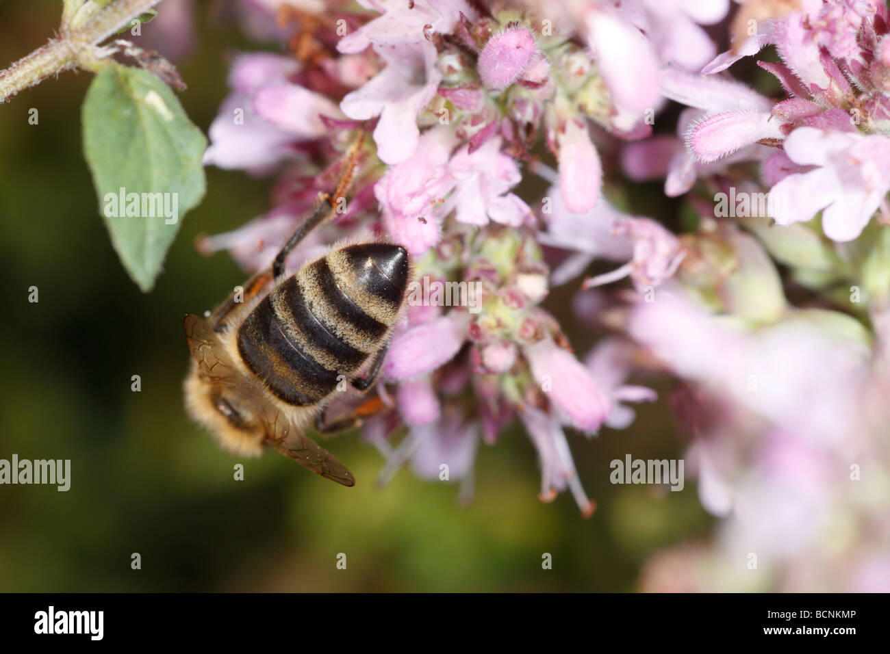 Honeybee (Apis mellifera) feeding on Oreganum vulgare Stock Photo
