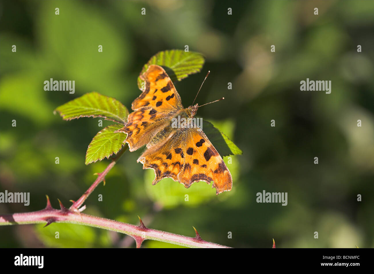 Comma Polygonia c-album basking in sunshine on bramble at Whitecross ...