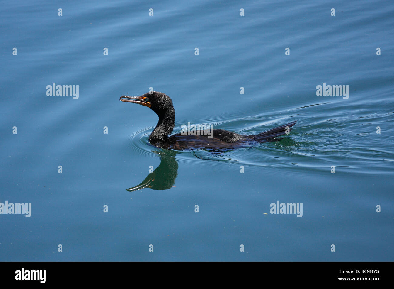 Cormorant swimming hi-res stock photography and images - Alamy, image size:1300x956