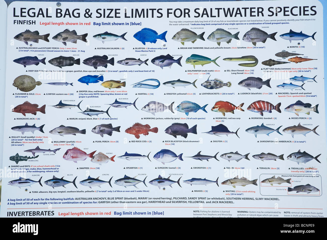 Fish identification chart hi-res stock photography and images - Alamy