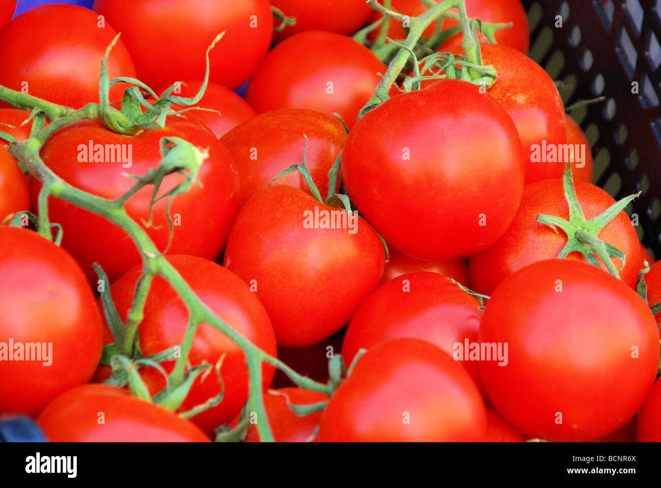 Tomate tomato 31 Stock Photo