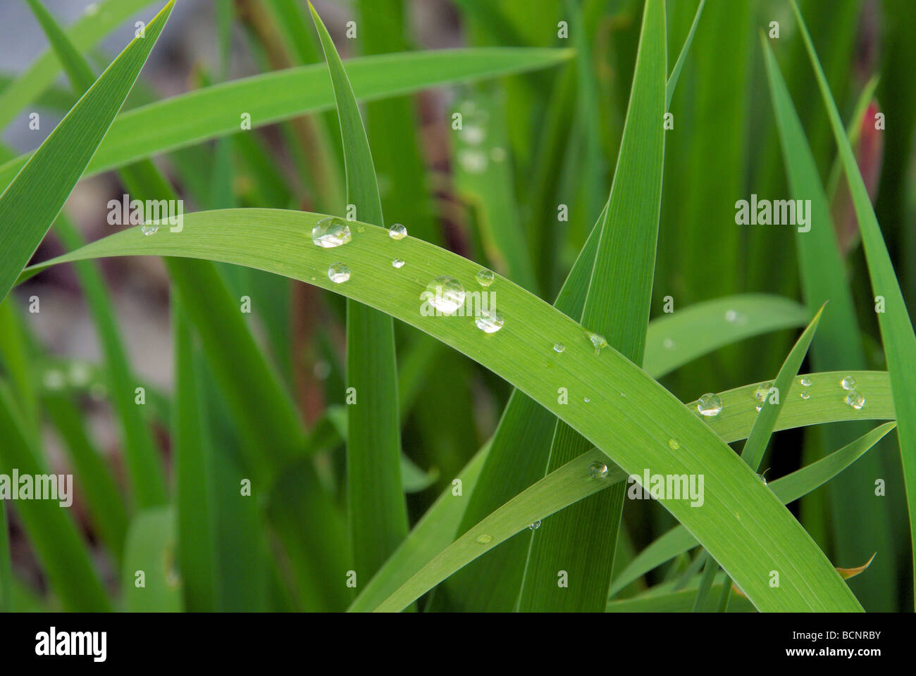Wassertropfen auf Blatt waterdrop on leaf 06 Stock Photo