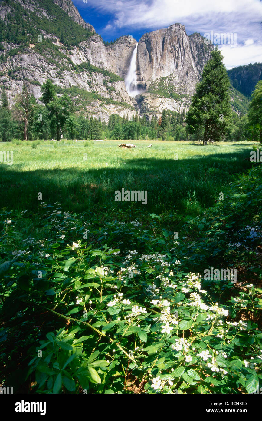 Yosemite Falls View with a Meadow Yosemite National Park California Stock Photo