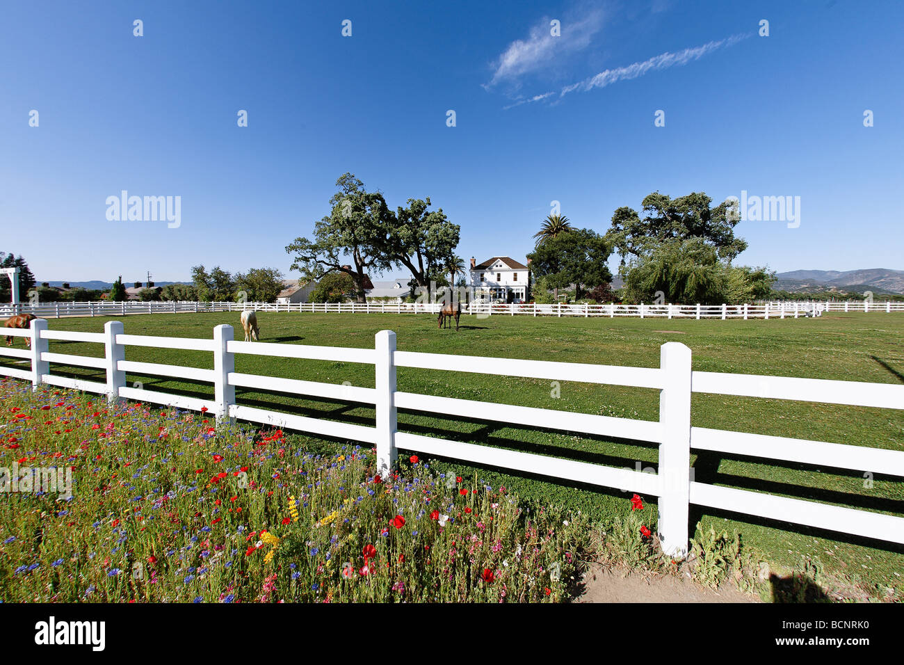Horses Grazing in the Field during Spring Nickel and Nickel Winery Oakville Napa Valley California Stock Photo
