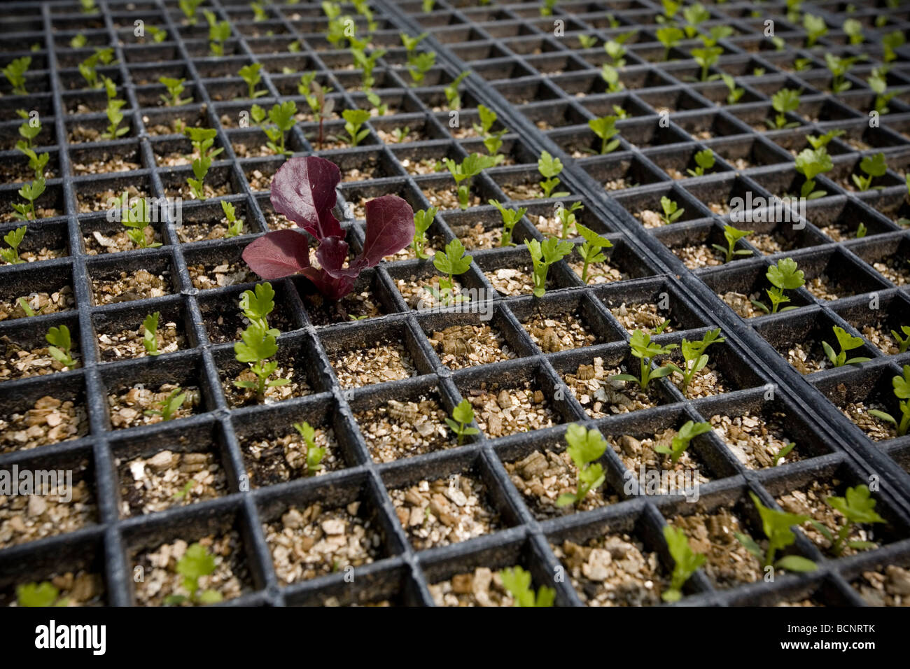 Full Circle Farm Organic Produce Farm in Carnation, Washington Stock