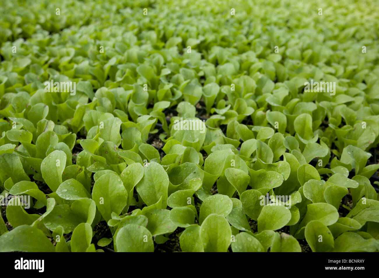 Full Circle Farm Organic Produce Farm in Carnation, Washington Stock