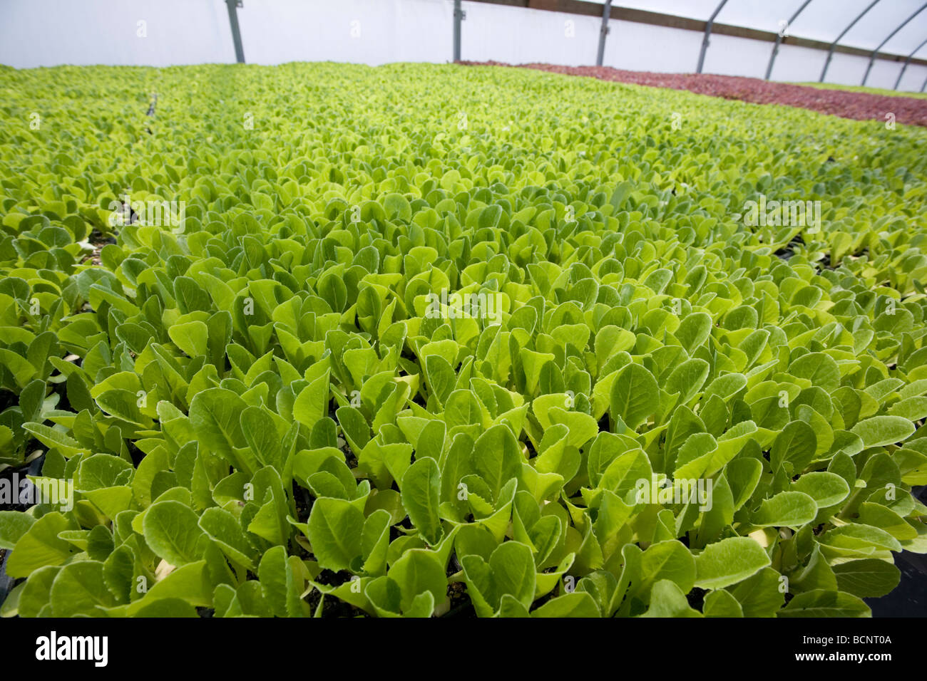 Full Circle Farm Organic Produce Farm in Carnation, Washington Stock