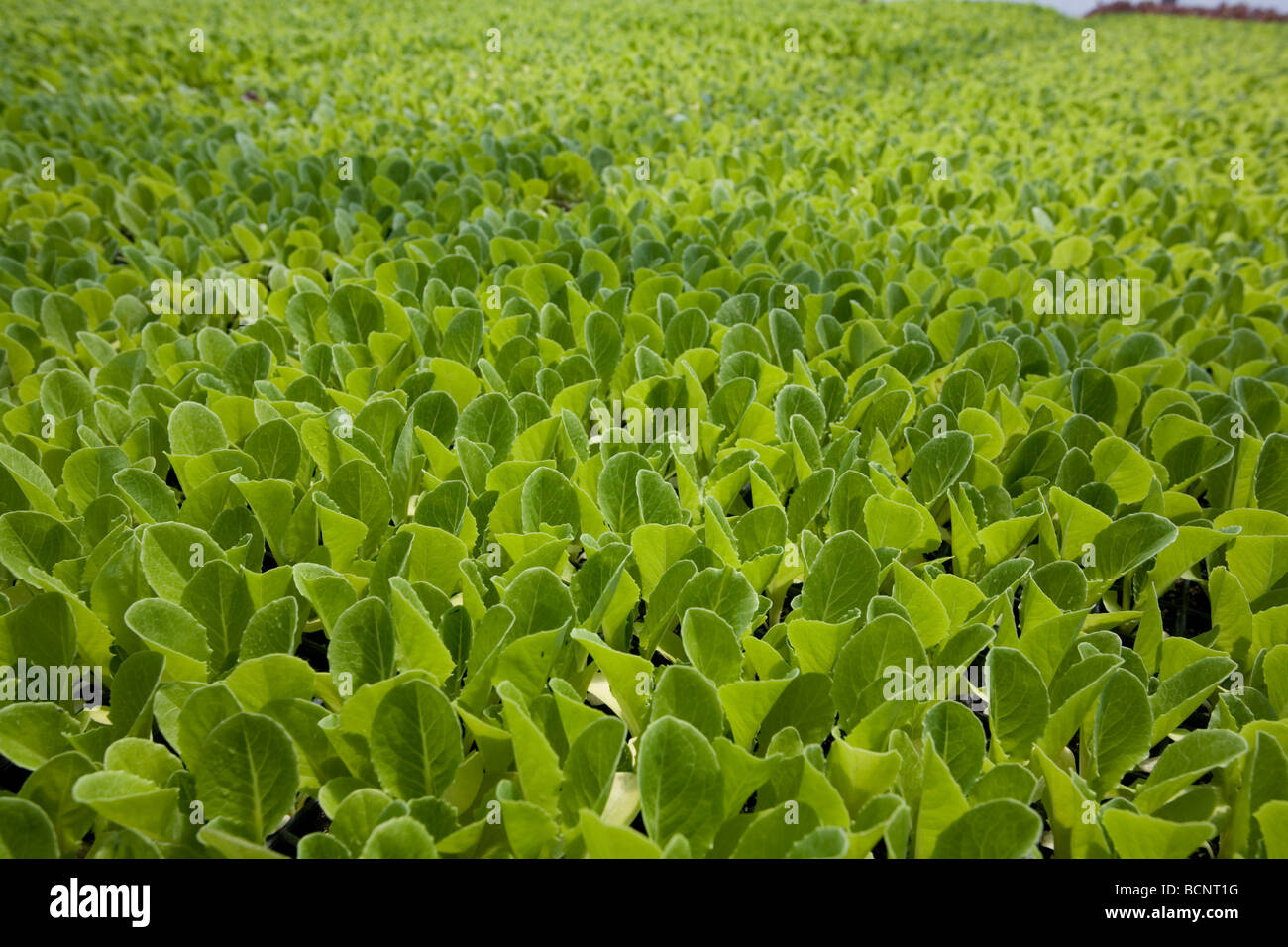Full Circle Farm Organic Produce Farm in Carnation, Washington Stock